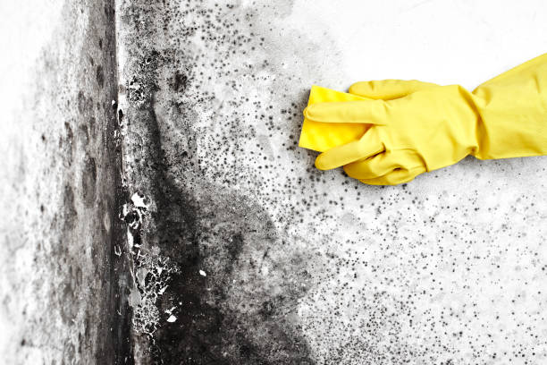 Best Fast Mold Removal  in Poughkeepsie, NY