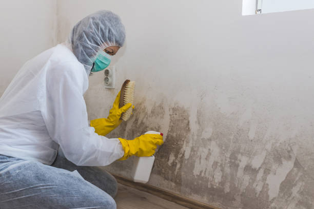 Best Mold Cleaning Services  in Poughkeepsie, NY