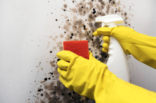 Professional Mold Removal in Poughkeepsie, NY