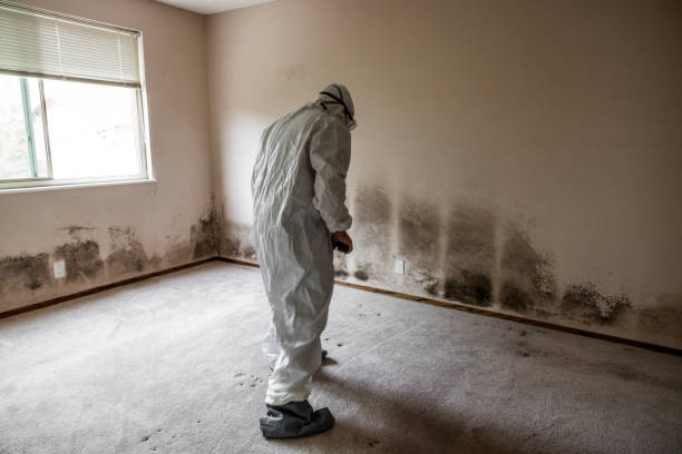 Best Residential Mold Removal  in Poughkeepsie, NY