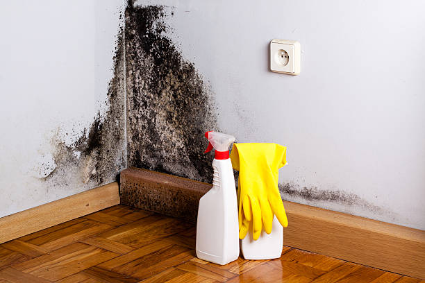 Best Commercial Mold Removal  in Poughkeepsie, NY