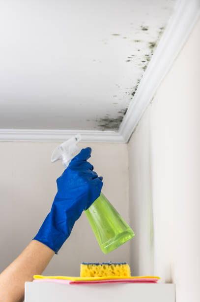 Best Local Mold Removal Service  in Poughkeepsie, NY